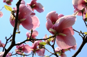 Magnolie înflorită − Grădina Botanică