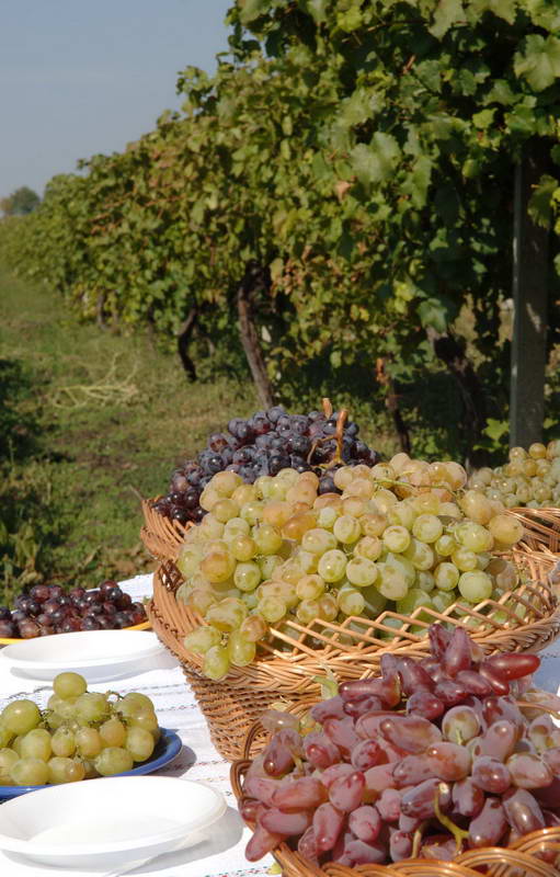 Виноград ароматный. Виноградари. Виноград Молдова вино. Виноград сердце. Виноград мое сердце.