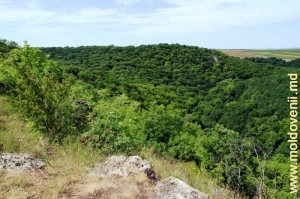 Долина реки Драгиште, поросшая лесом, в центральной части заповедника («Молдавская Швейцария», со слов местных жителей)