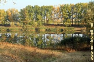 Lacul şi pădurea Ocolului Silvic din preajma satului Donici