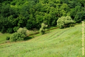 Valea rîului Racovăţ între Defileul „La Castel” şi Defileul Volodensc