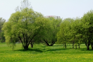 Купа деревьев в центральной части парка