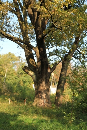 Stejar din Lipcani, plan apropiat, vedere din partea de vest 