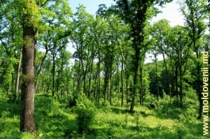 Дубовый лес вблизи села Табэра, Орхей 