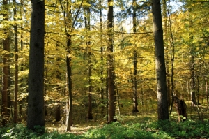 Заповедный лес у села Садова, Кэлэраш