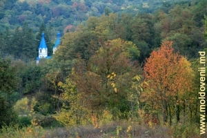 Pădurea din apropierea mănăstirii Ţigăneşti, Străşeni – toamna, octombrie