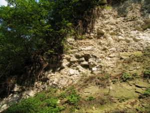 Живописный склон, поросший лесом, Каларашовский монастырь, Окница