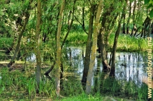 Crîngul inundat de Racovăţ din satul Mărcăuţi, Briceni