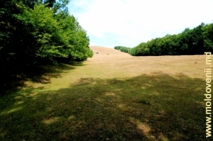 Огромная поляна на окраине Фетештского заповедника