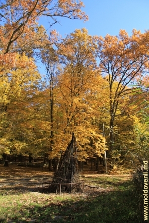 Осенний лес у села Садова, Кэлэраш