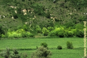 Valea rîului Ichel lîngă satul Goian