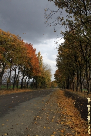 Дорога в Бричанском районе, октябрь 