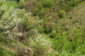 Цветущий кустарник на склонах ущелья у с. Буздуджень, Единец