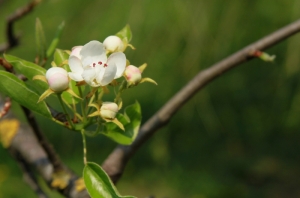 Цветущая яблоня в парке Дендрариум