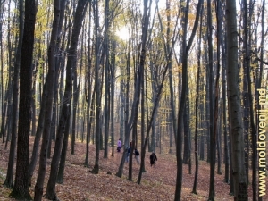 Pădurea de fagi din apropierea Mănăstirii Hîrjauca – toamna, 2008