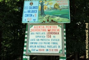 Pădurea-rezervaţie din preajma satului Leordoaia