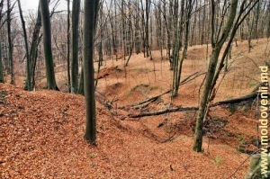 Defileul pitoresc împădurit din preajma locului de unde izvorăşte rîul Bîc