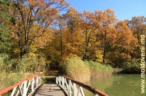 Озеро и участок леса вблизи с. Садова, Калараш, база отдыха