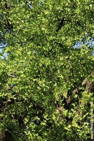 Крона дерева гингко билоба в парке Милешть