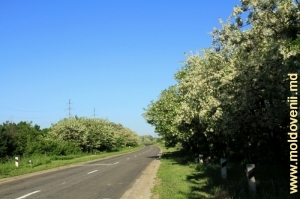 Drum, raionul Făleşti