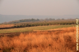 Осенние виноградники, Страшенский район