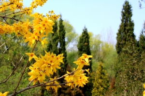 Весна в Ботаническом саду, Кишинев