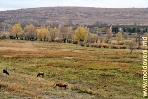 Долина реки Бык у села Петичень