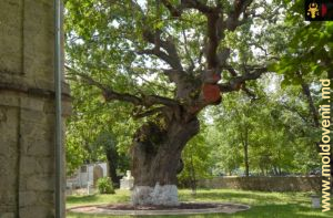 Stejarul lui Ștefan cel Mare, satul Cobîlea, Șoldănești, iunie 2024