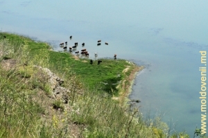 Malul lacului de acumulare din satul Molovata Veche, iulie