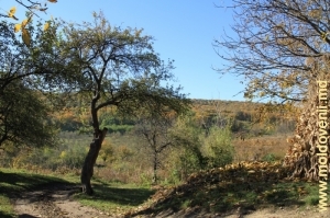 На окраине села Садова, Кэлэраш