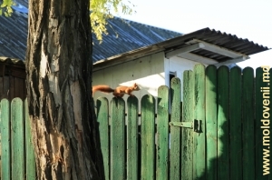Veveriţă pe gard, satul Vorniceni, Străşeni