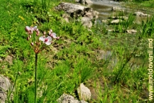 Цветы и травы в Володенском ущелье