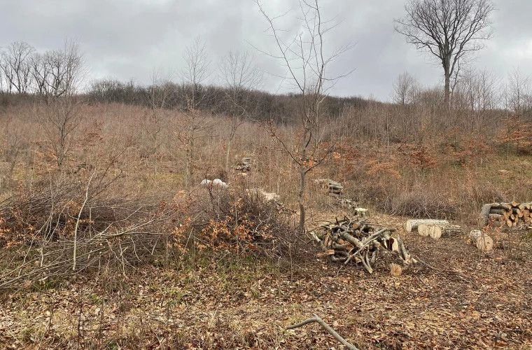 Pădurile Moldovei, într-un continuu pericol: Apelul fundației Ecodava