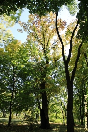 Деревья в парке Милешть
