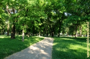 Аллея в муниципальном парке Бельц 