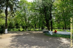 Rămăşiţele parcului fostului conac boieresc din Brînzeni