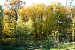 Pădurea de lîngă satul Sadova toamna