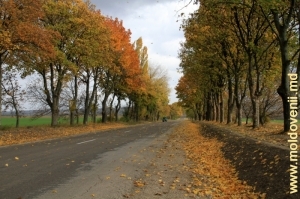 Дорога в Бричанском районе, октябрь 