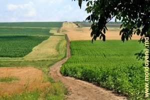 Drum prin cîmpuri în apropiere de satul Domulgeni, Floreşti