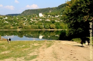 Вид на Рашков с пологого правого берега Днестра у села Вадул Рашков