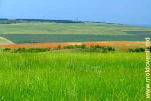 Cîmpuri în raionul Anenii Noi, iunie
