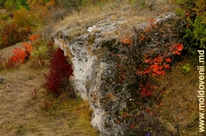 Памятник природы «Обрывистый берег Днестра» между селами Вережень и Наславча