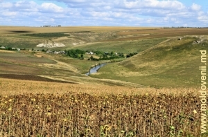 Rîul Ciuhur printre şirurile de toltre între satele Stolniceni, Edineţ şi Pociumbăuţi, Rîşcani