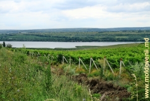 Вид на водохранилище через виноградники, левый берег