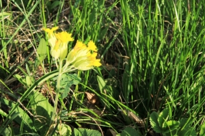 Цветы на склонах урочища Ла Кастел, Гординешть, Единец