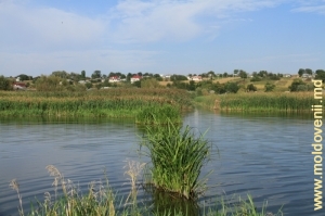 Озеро в центре села Коржэуць, Бричень, крупный план