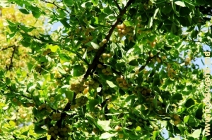 Крона и плоды дерева гингко билоба в парке Милешть