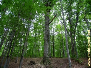 Pădure de fagi din apropierea mănăstirii Hîrjauca - vara, 2007