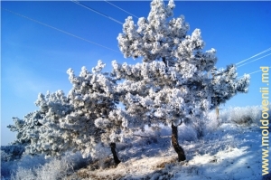 Деревья покрыты снегом