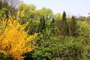 Вид на парк весной